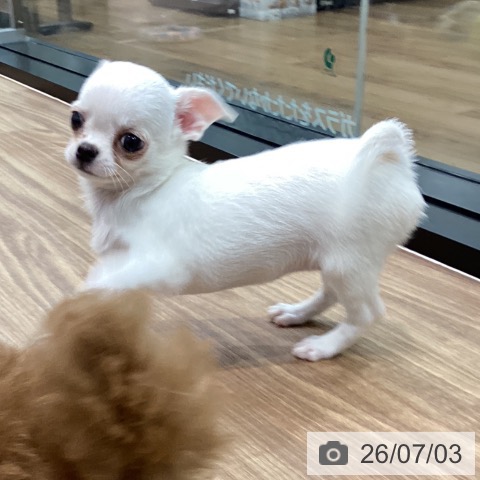 岡山県のチワワ(ロング) (ペッツワン 岡山南店/2026年4月27日生まれ/女の子/クリーム)の子犬の4枚目の画像