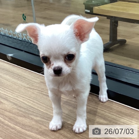 岡山県のチワワ(ロング) (ペッツワン 岡山南店/2026年4月27日生まれ/女の子/クリーム)の子犬の3枚目の画像
