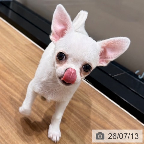 岡山県のチワワ(ロング) (ペッツワン 岡山南店/2026年4月27日生まれ/女の子/クリーム)の子犬の3枚目の画像