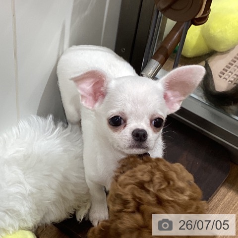 鳥取県のチワワ(ロング) (ペッツワン 日吉津店/2026年4月27日生まれ/女の子/クリーム)の子犬の4枚目の画像