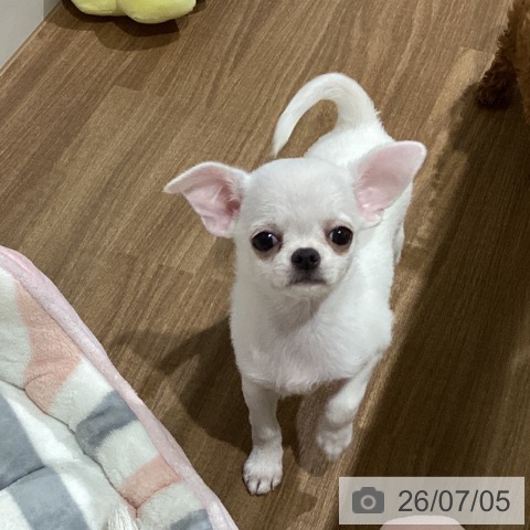 鳥取県のチワワ(ロング) (ペッツワン 日吉津店/2026年4月27日生まれ/女の子/クリーム)の子犬の3枚目の画像
