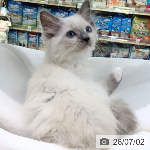ラグドールの写真