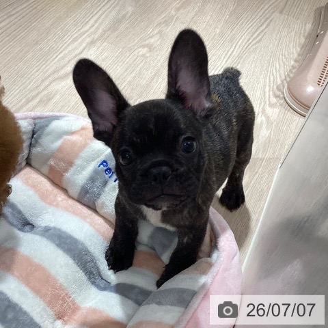 徳島県のフレンチブルドッグ (ペットプラス 徳島店/2026年4月28日生まれ/男の子/ブリンドル)の子犬の4枚目の画像