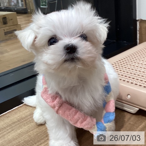 岡山県のマルチーズ (ペッツワン 岡山南店/2026年5月2日生まれ/男の子/ホワイト)の子犬の3枚目の画像