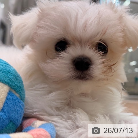 岡山県のマルチーズ (ペッツワン 岡山南店/2026年5月2日生まれ/男の子/ホワイト)の子犬の4枚目の画像