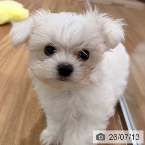 岡山県のマルチーズ (ペッツワン 岡山南店/2026年5月2日生まれ/男の子/ホワイト)の子犬の3枚目の画像