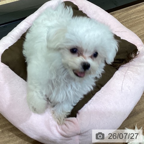 鳥取県のマルチーズ (ペッツワン 日吉津店/2026年5月2日生まれ/男の子/ホワイト)の子犬の4枚目の画像