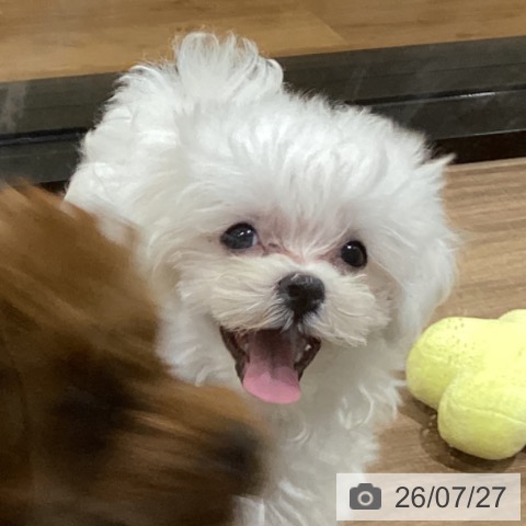 鳥取県のマルチーズ (ペッツワン 日吉津店/2026年5月2日生まれ/男の子/ホワイト)の子犬の3枚目の画像