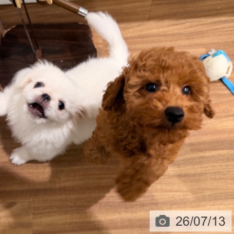 岡山県のトイプードル(トイ) (ペッツワン 岡山南店/2026年4月29日生まれ/男の子/レッド)の子犬の4枚目の画像