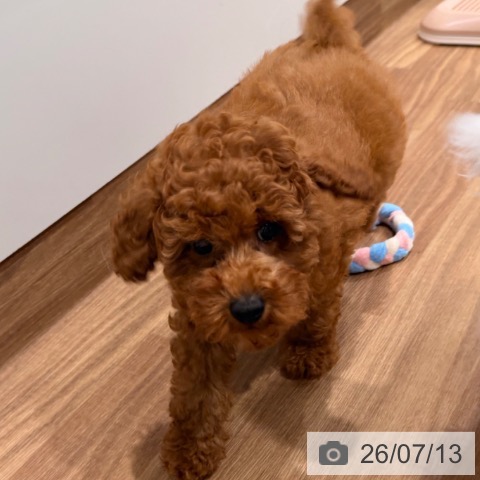 岡山県のトイプードル(トイ) (ペッツワン 岡山南店/2026年4月29日生まれ/男の子/レッド)の子犬の3枚目の画像