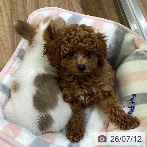 岡山県のトイプードル(トイ) (ペッツワン 岡山南店/2026年4月29日生まれ/男の子/レッド)の子犬の4枚目の画像