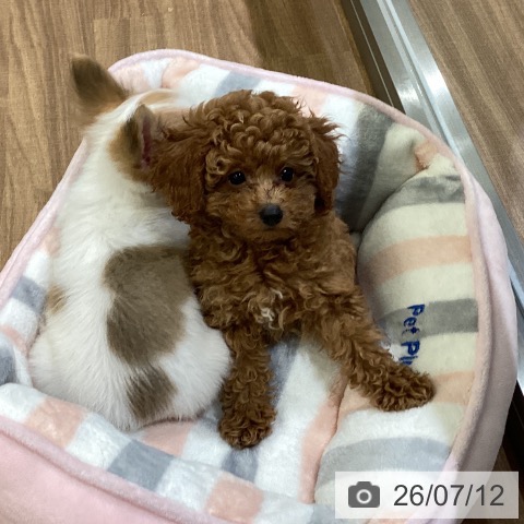 岡山県のトイプードル(トイ) (ペッツワン 岡山南店/2026年4月29日生まれ/男の子/レッド)の子犬の3枚目の画像
