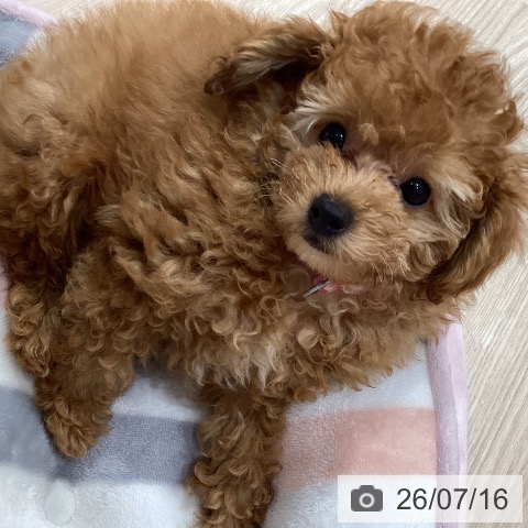 岡山県のトイプードル(トイ) (ペットプラス 岡山店/2026年5月3日生まれ/男の子/アプリコット)の子犬の4枚目の画像