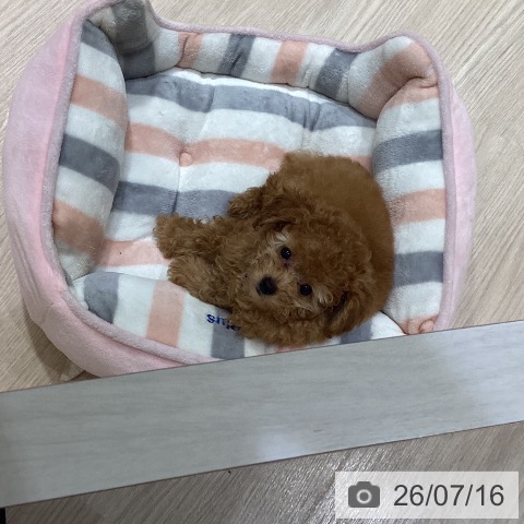 岡山県のトイプードル(トイ) (ペットプラス 岡山店/2026年5月3日生まれ/男の子/アプリコット)の子犬の3枚目の画像