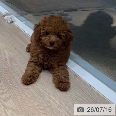 岡山県のトイプードル(トイ) (ペットプラス 岡山店/2026年5月3日生まれ/男の子/レッド)の子犬の4枚目の画像