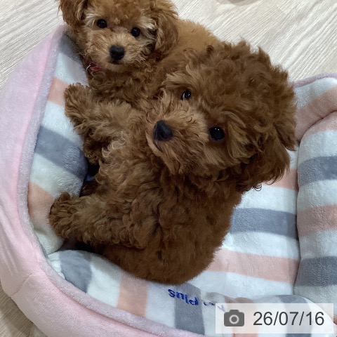 岡山県のトイプードル(トイ) (ペットプラス 岡山店/2026年5月3日生まれ/男の子/レッド)の子犬の3枚目の画像