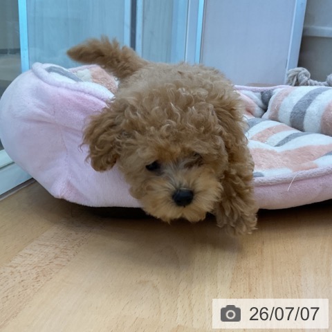 香川県のトイプードル(トイ) (ペットプラス 綾川店/2026年4月27日生まれ/男の子/アプリコット)の子犬の3枚目の画像
