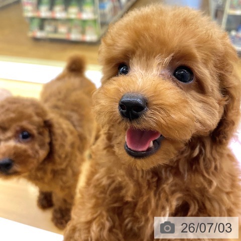 香川県のトイプードル(トイ) (ペットプラス 高松店/2026年4月28日生まれ/男の子/アプリコット)の子犬の4枚目の画像