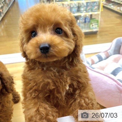 香川県のトイプードル(トイ) (ペットプラス 高松店/2026年4月28日生まれ/男の子/アプリコット)の子犬の3枚目の画像