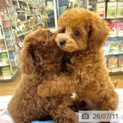 香川県のトイプードル(トイ) (ペットプラス 高松店/2026年4月28日生まれ/男の子/アプリコット)の子犬の4枚目の画像
