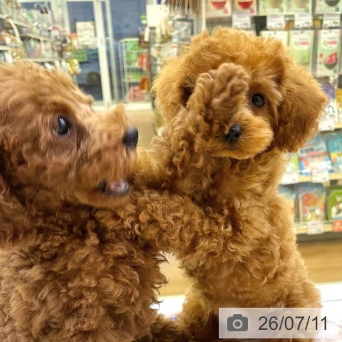 香川県のトイプードル(トイ) (ペットプラス 高松店/2026年4月28日生まれ/男の子/アプリコット)の子犬の3枚目の画像