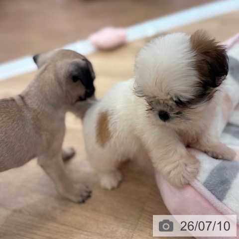 大阪府のシーズー (ペットプラス 大阪ドームシティ店/2026年5月5日生まれ/男の子/ホワイトゴールド)の子犬の3枚目の画像