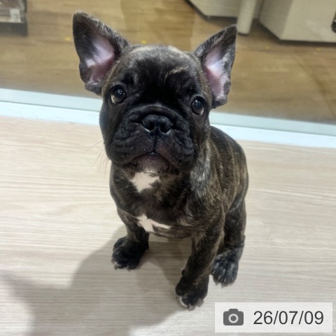 大阪府のフレンチブルドッグ (ペットプラス 堺鉄砲町店/2026年5月6日生まれ/男の子/ブリンドル)の子犬の4枚目の画像