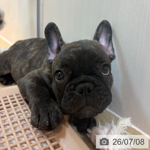 フレンチ・ブルドッグの写真
