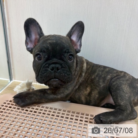 フレンチ・ブルドッグの写真
