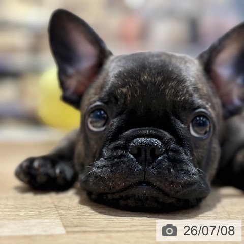 フレンチ・ブルドッグの写真