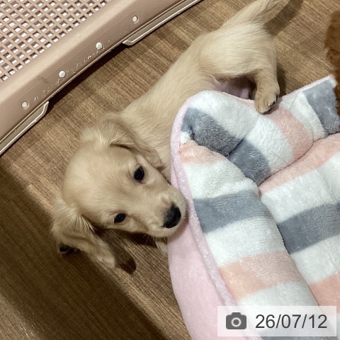 ミニチュア・ダックスフンドの写真