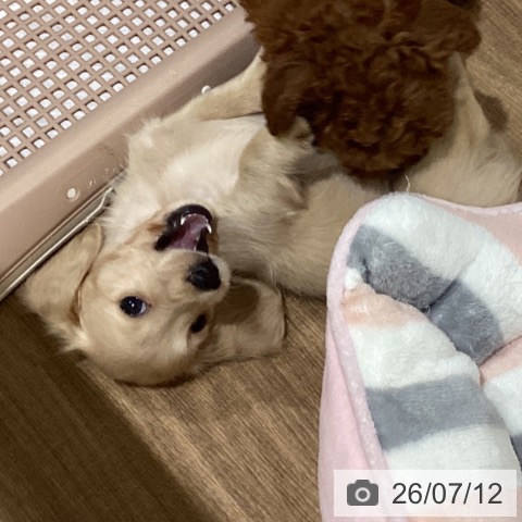 ミニチュア・ダックスフンドの写真