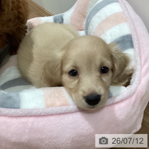 ミニチュア・ダックスフンドの写真