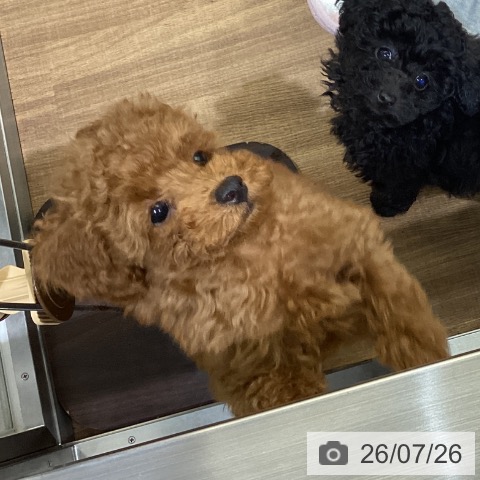 鳥取県のトイプードル(トイ) (ペッツワン 日吉津店/2026年5月7日生まれ/男の子/レッドフォーン)の子犬の4枚目の画像