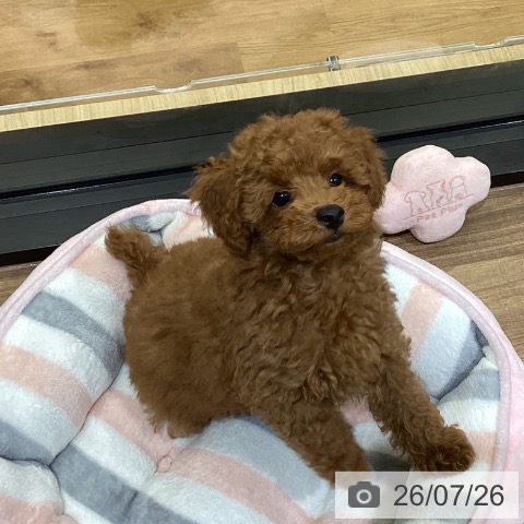 鳥取県のトイプードル(トイ) (ペッツワン 日吉津店/2026年5月7日生まれ/男の子/レッドフォーン)の子犬の3枚目の画像