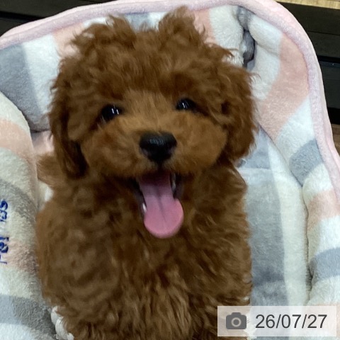 徳島県のトイプードル(トイ) (ペットプラス 徳島店/2026年5月7日生まれ/男の子/レッドフォーン)の子犬の4枚目の画像