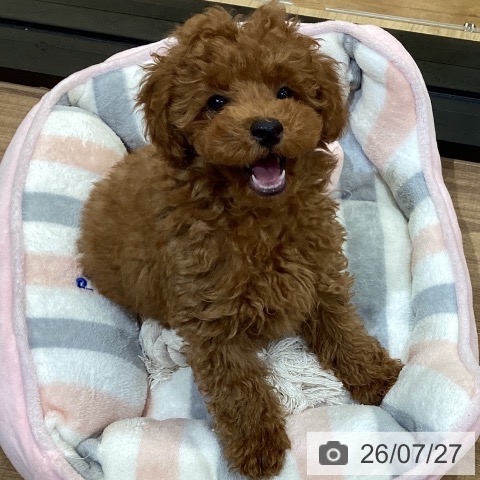 徳島県のトイプードル(トイ) (ペットプラス 徳島店/2026年5月7日生まれ/男の子/レッドフォーン)の子犬の3枚目の画像