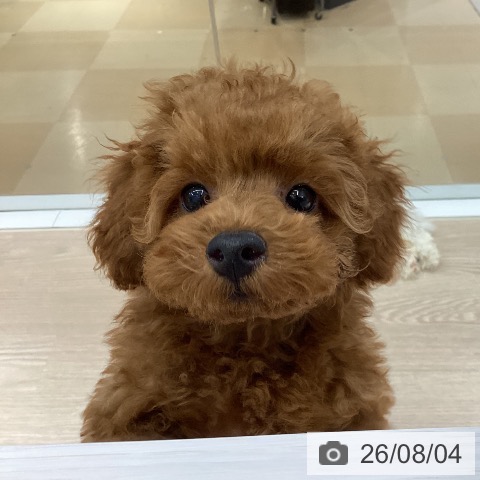 徳島県のトイプードル(トイ) (ペットプラス 徳島店/2026年5月7日生まれ/男の子/レッドフォーン)の子犬の3枚目の画像