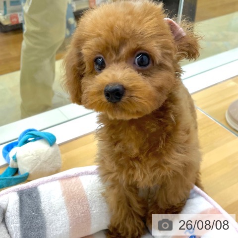 トイ・プードルの写真