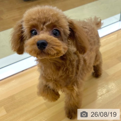 香川県のトイプードル(トイ) (ペットプラス 高松店/2026年5月8日生まれ/男の子/レッドフォーン)の子犬の4枚目の画像
