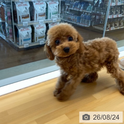 香川県のトイプードル(トイ) (ペットプラス 高松店/2026年5月8日生まれ/男の子/レッドフォーン)の子犬の4枚目の画像