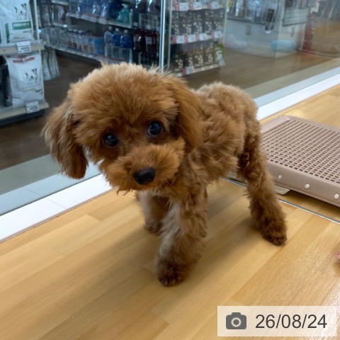 香川県のトイプードル(トイ) (ペットプラス 高松店/2026年5月8日生まれ/男の子/レッドフォーン)の子犬の3枚目の画像