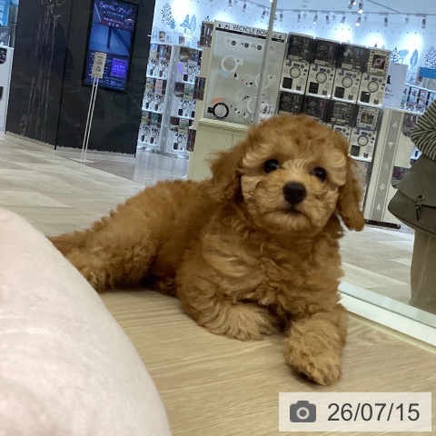 徳島県のトイプードル(トイ) (ペットプラス 徳島店/2026年5月8日生まれ/男の子/アプリコット)の子犬の3枚目の画像
