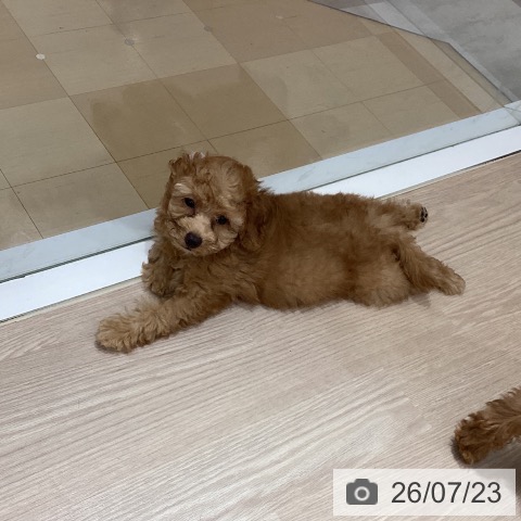 徳島県のトイプードル(トイ) (ペットプラス 徳島店/2026年5月8日生まれ/男の子/アプリコット)の子犬の4枚目の画像