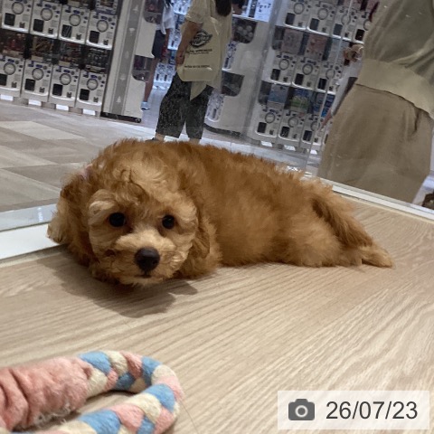徳島県のトイプードル(トイ) (ペットプラス 徳島店/2026年5月8日生まれ/男の子/アプリコット)の子犬の3枚目の画像
