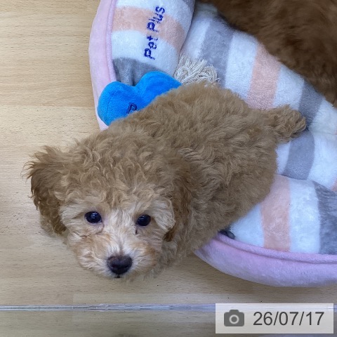 香川県のトイプードル(トイ) (ペットプラス 綾川店/2026年5月8日生まれ/男の子/レッド)の子犬の4枚目の画像