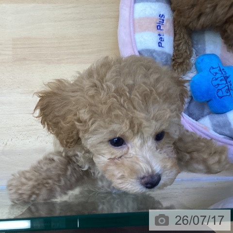 香川県のトイプードル(トイ) (ペットプラス 綾川店/2026年5月8日生まれ/男の子/レッド)の子犬の3枚目の画像