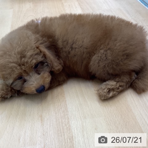 香川県のトイプードル(トイ) (ペットプラス 綾川店/2026年5月8日生まれ/男の子/レッド)の子犬の4枚目の画像