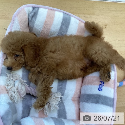香川県のトイプードル(トイ) (ペットプラス 綾川店/2026年5月8日生まれ/男の子/レッド)の子犬の3枚目の画像