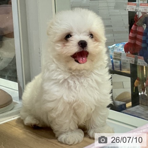 マルチーズの写真